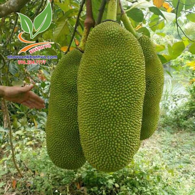 Cây Mít Trái Dài Malaysia Cao 30-40cm
