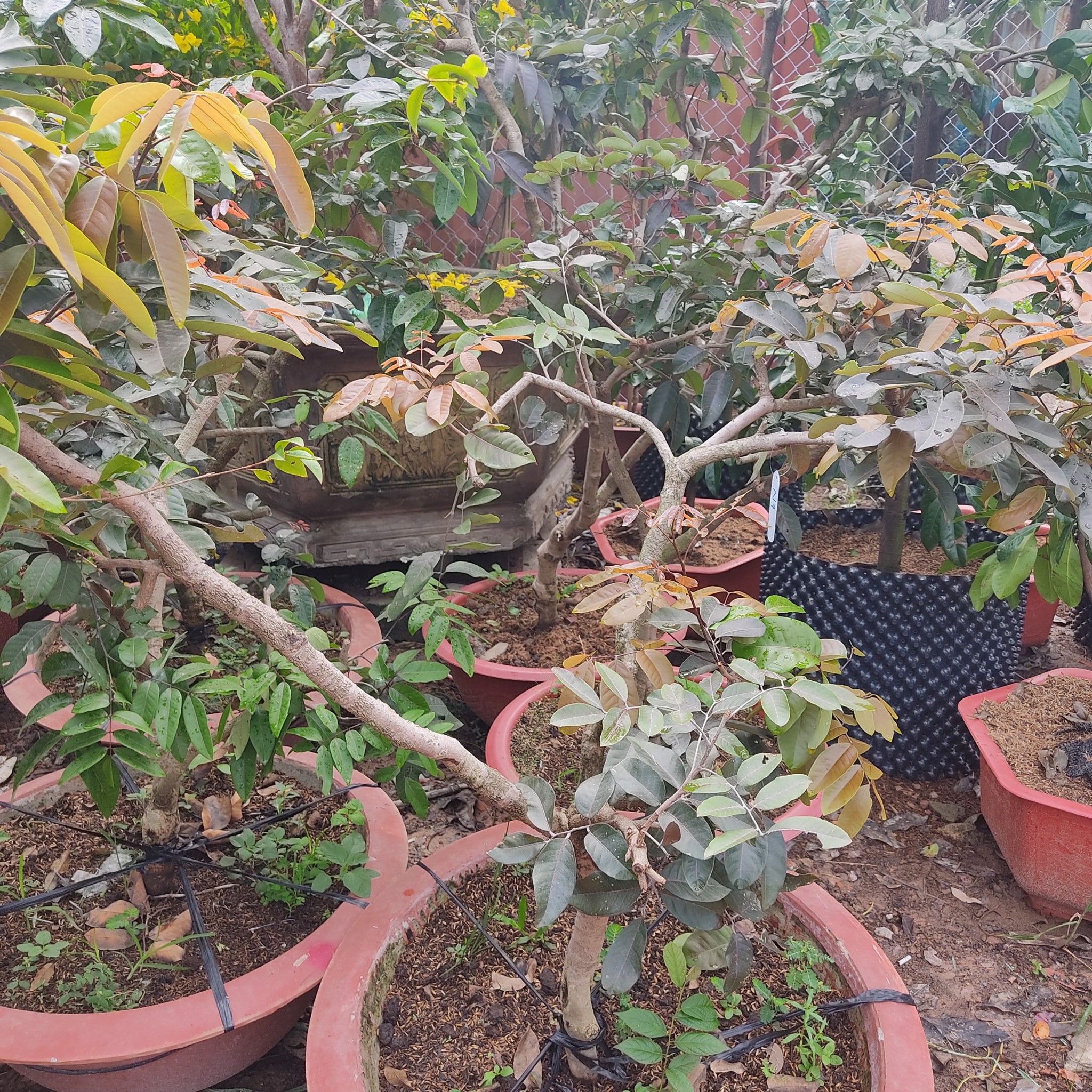 Cây Nhãn Tím Trưởng Thành Đã Ra Trái Cao 1,2m -1,5m