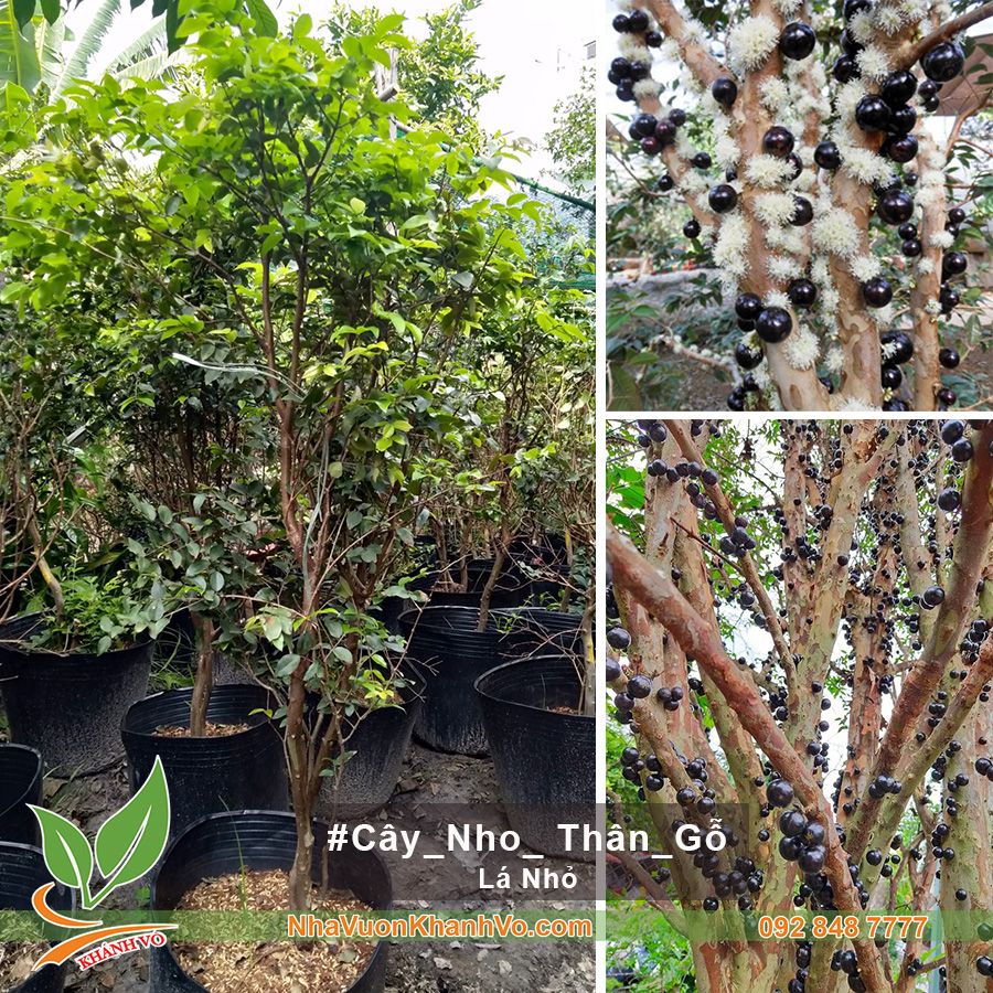 Cây Nho Thân Gỗ 4 Năm Tuổi - Lá Nhỏ