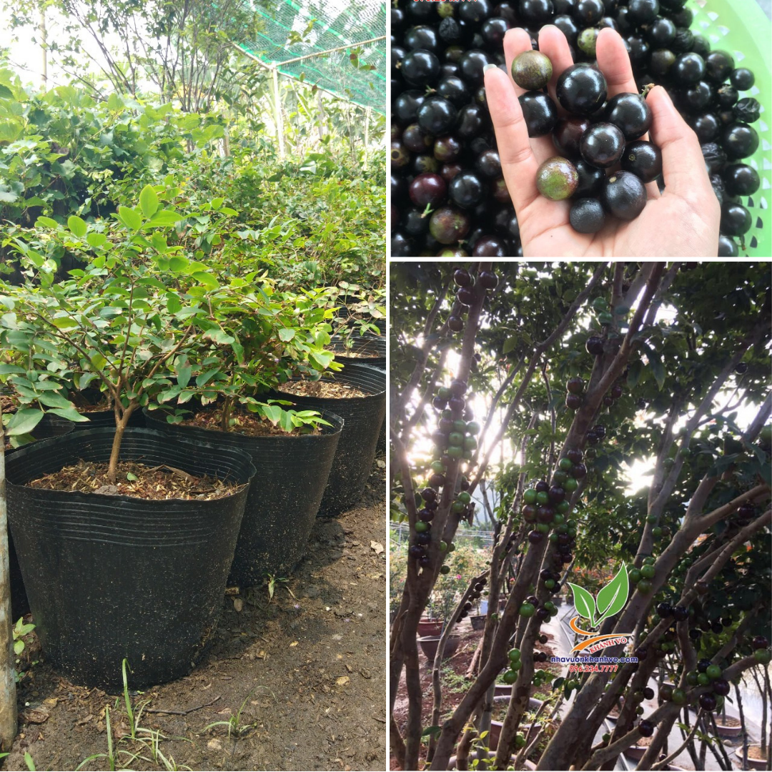 Cây Nho Thân Gỗ 4 Năm Tuổi