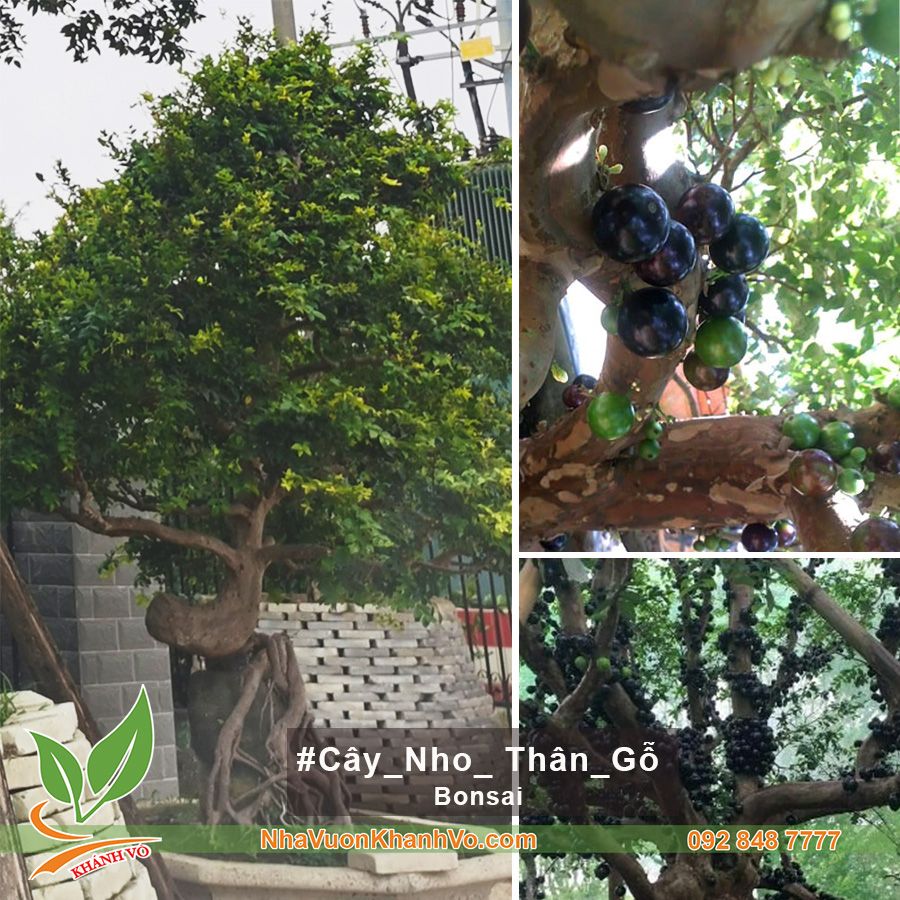CÂY NHO THÂN GỖ BONSAI ÔM ĐÁ