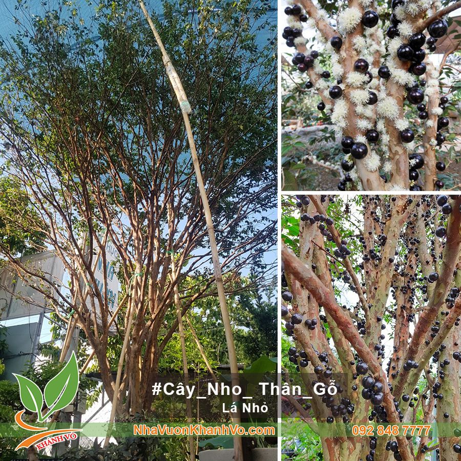 Cây Nho Thân Gỗ Cây Trồng Cho Biệt Thự - Lá Nhỏ