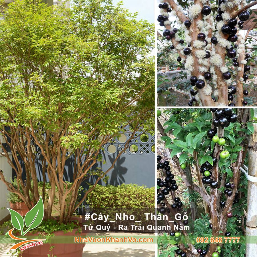 Cây Nho Thân Gỗ Cho Sân Vườn Biệt Thự - Lá Nhỏ