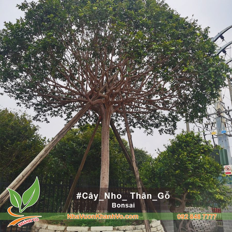 CÂY NHO THÂN GỖ CỔ THỤ Ở VIỆT NAM TÁN RỘNG