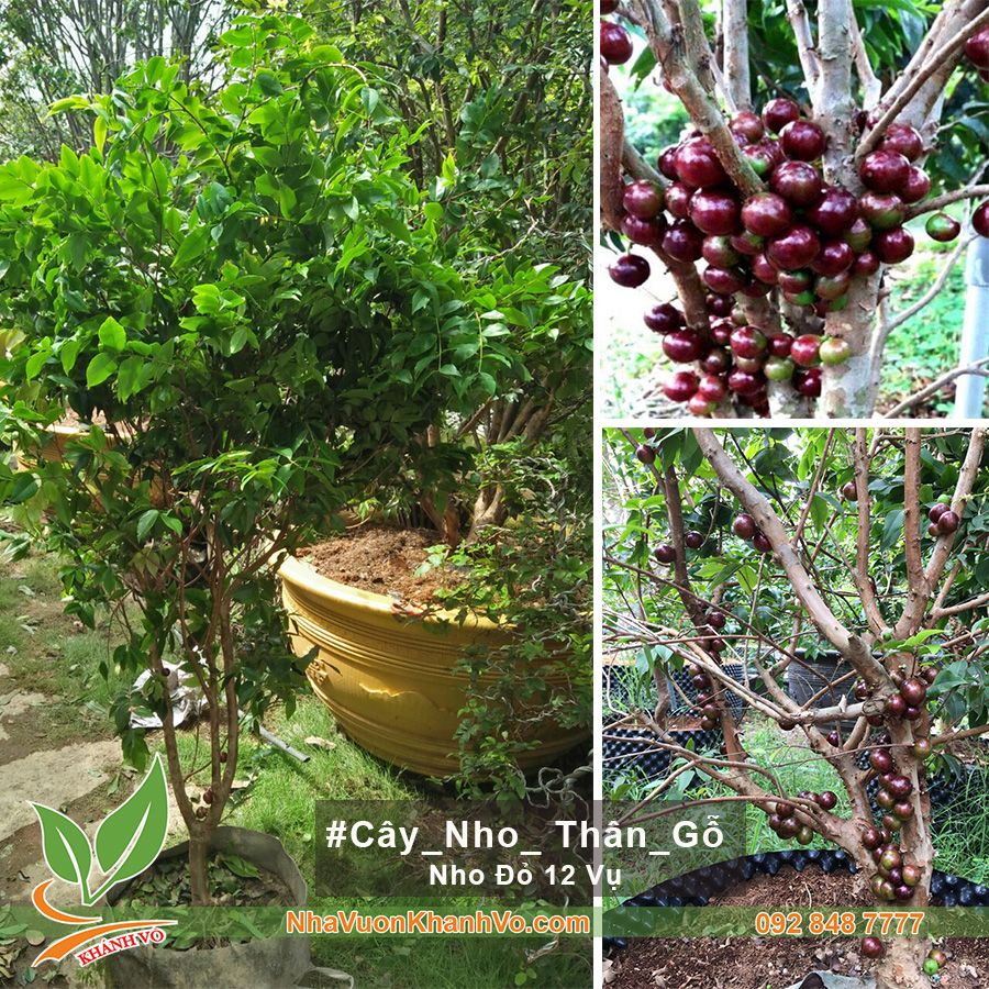 Cây Nho Thân Gỗ Đỏ 12 Mùa Cao 1m