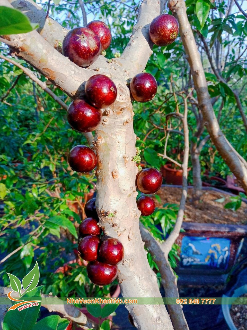 Cây Nho Thân Gỗ Đỏ 12 Vụ Trưởng Thành Ra Trái Quanh Năm