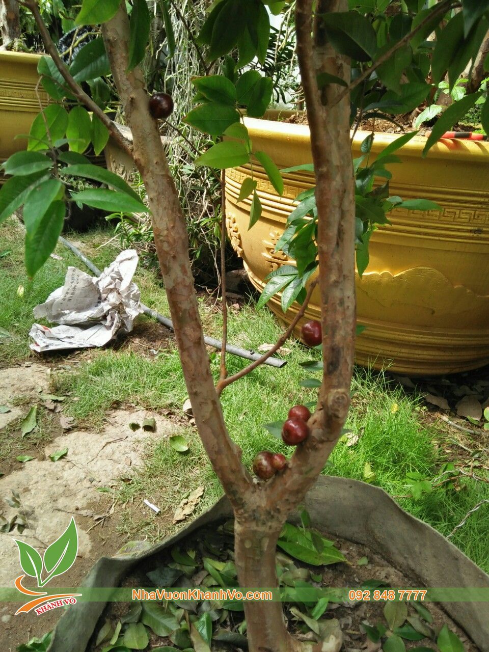 Cây Nho Thân Gỗ Đỏ 12 Vụ Trưởng Thành Ra Trái Quanh Năm