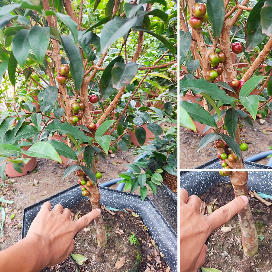 Cây Nho Thân Gỗ Đỏ 12 Vụ Đang Trái Xum Xuê 10 Năm Tuổi