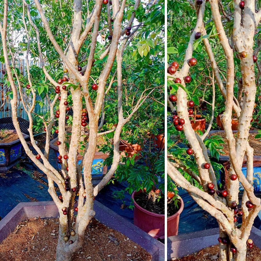 Cây Nho Thân Gỗ Đỏ 12 Vụ Lâu Năm