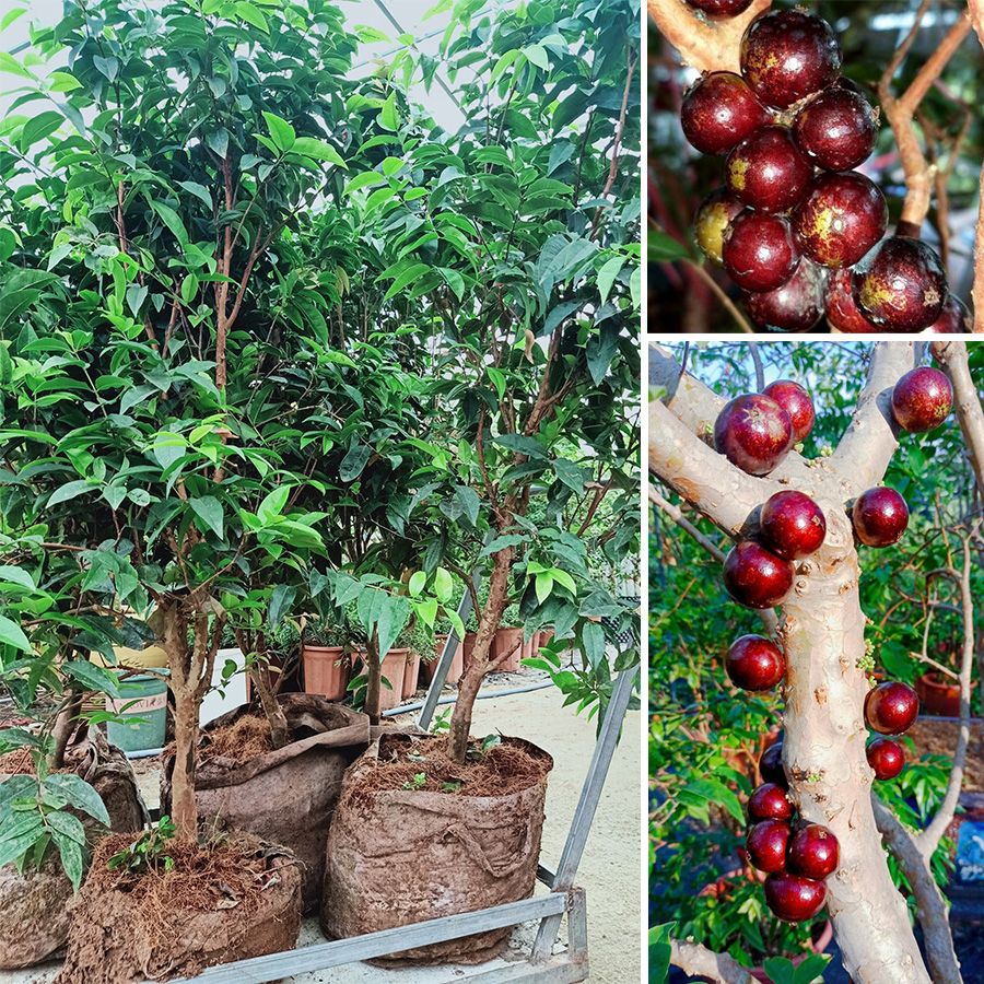 Cây Nho Thân Gỗ Đỏ 12 Vụ Trưởng Thành Ra Trái Quanh Năm