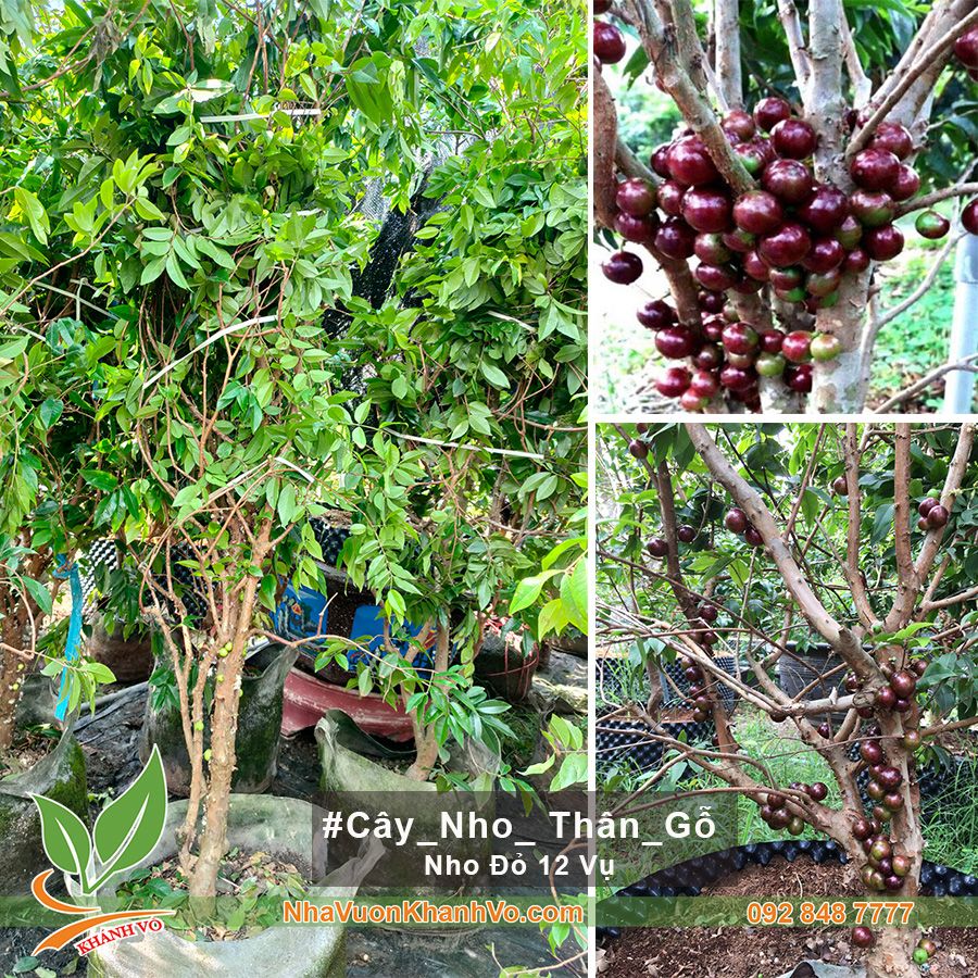 Cây Nho Thân Gỗ Đỏ 12 Vụ Trưởng Thành Ra Trái Quanh Năm