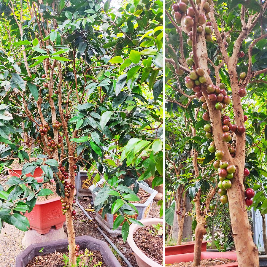 Cây Nho Thân Gỗ Đỏ 12 Vụ Sai Trái Nhiều Năm Tuổi