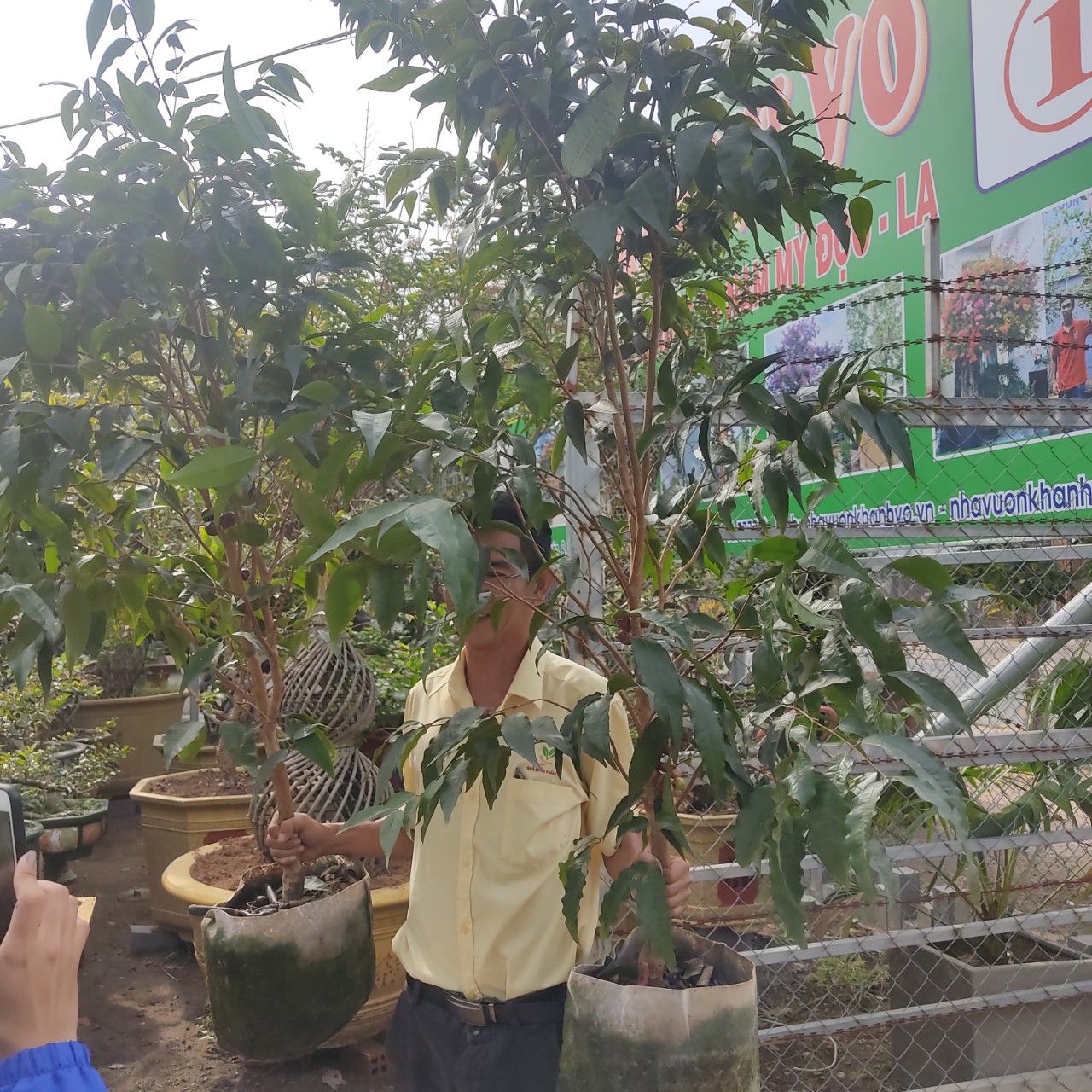 Cây Nho Thân Gỗ Kim Cương Cao 1,5m