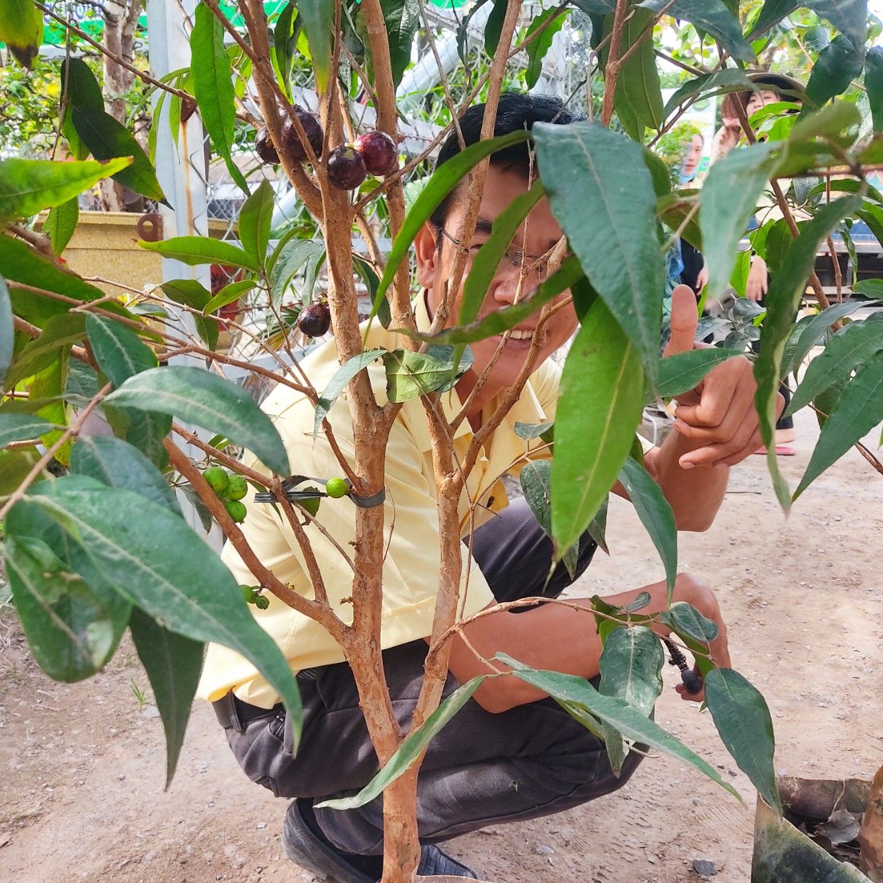 Cây Nho Thân Gỗ Kim Cương Cao 1,5m