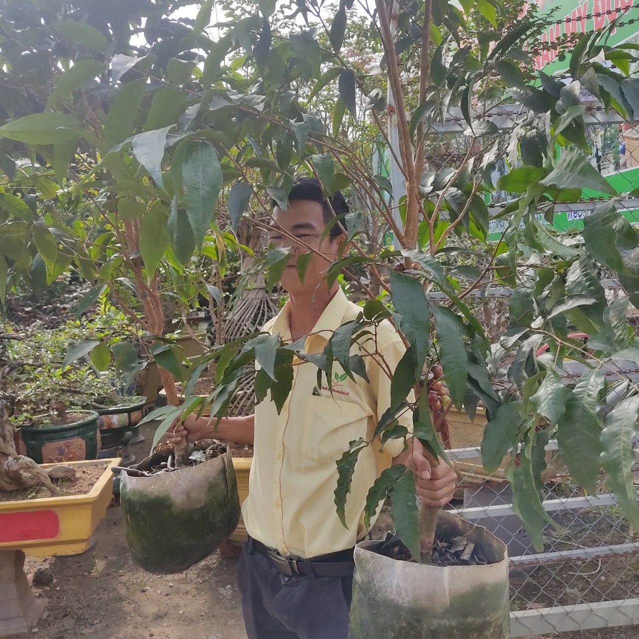 Cây Nho Thân Gỗ Kim Cương Cao 1,5m