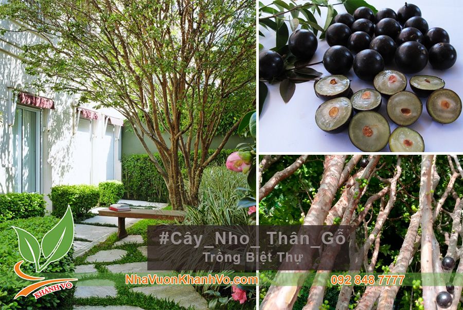 Cây Nho Thân Gỗ Lá Nhỏ - Cây Ăn Trái Biệt Thự Đẹp