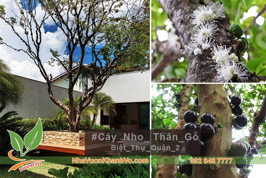 Cây Nho Thân Gỗ Lá Nhỏ - Cây Ăn Trái Biệt Thự Đẹp