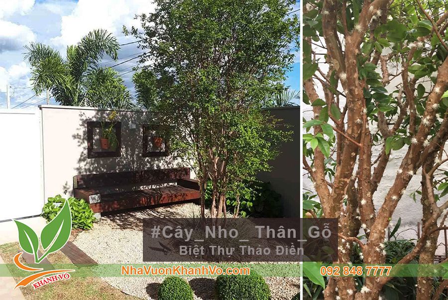 Cây Nho Thân Gỗ Lá Nhỏ - Cây Trồng Biệt Thự Đẹp