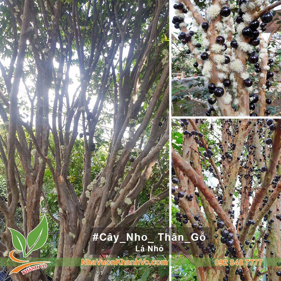 Cây Nho Thân Gỗ Lá Nhỏ - Cây Trồng Biệt Thự Đẹp