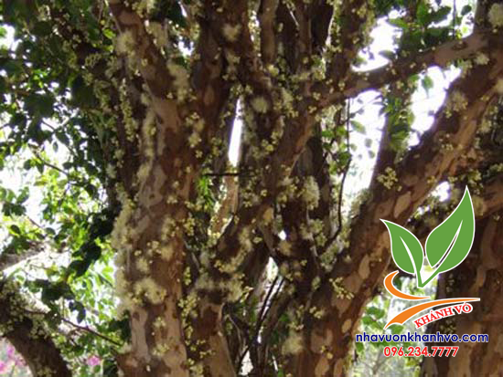 Cây Nho Thân Gỗ Lâu Năm Trái Quanh Năm