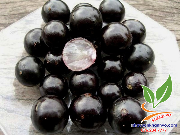 Cây Nho Thân Gỗ Lâu Năm Trái Quanh Năm