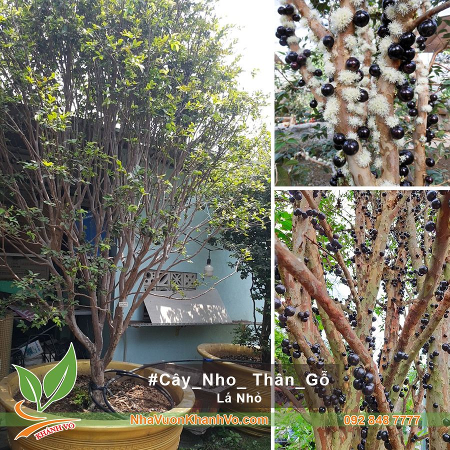 Cây Nho Thân Gỗ Nhiều Năm Tuổi - Lá Nhỏ