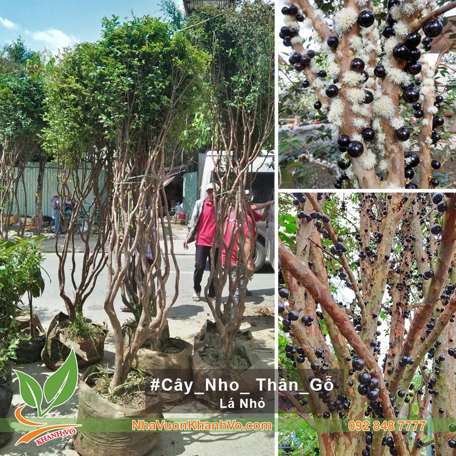 Cây Nho Thân Gỗ Thân Lớn Tán Cáo 2m - Lá Nhỏ