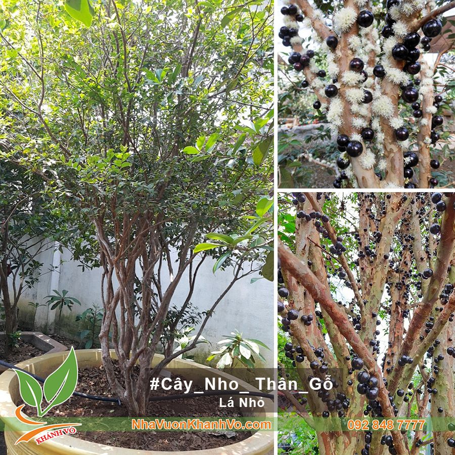 Cây Nho Thân Gỗ Thân Lớn Tán Rộng - Lá Nhỏ