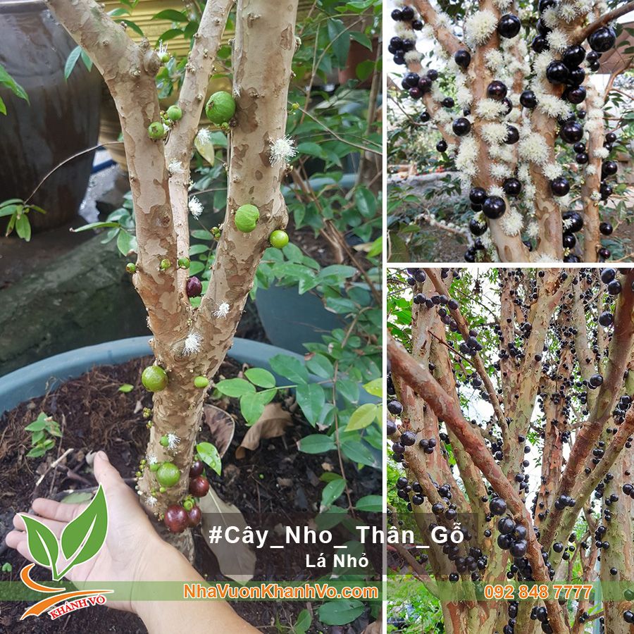 Cây Nho Thân Gỗ Thân Lớn Trái Xum Xuê - Lá Nhỏ