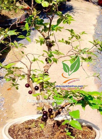 Cây Nho Thân Gỗ Theo Mùa Lá Nhỏ 8 Năm Tuổi Đã Ra Trái Bói