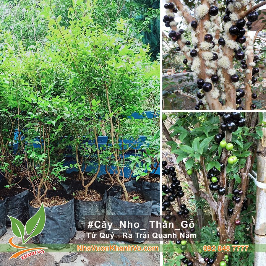Cây Nho Thân Gỗ Tứ Qúy - Cây Trưởng Thành
