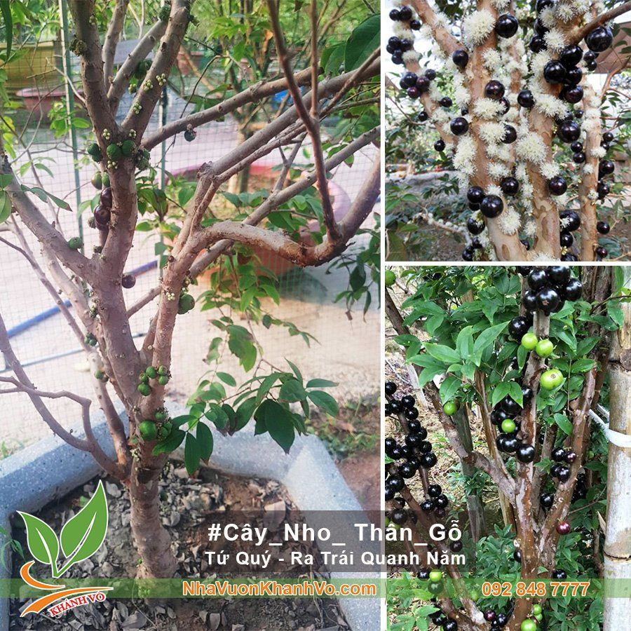 Cây Nho Thân Gỗ Tứ Quý 15 Năm Tuổi