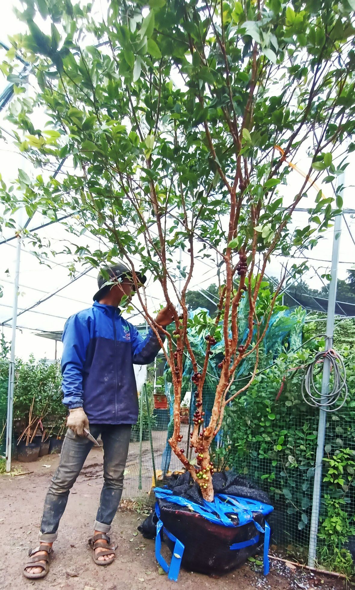 Cây nho thân gỗ tứ quý 17 năm tuổi