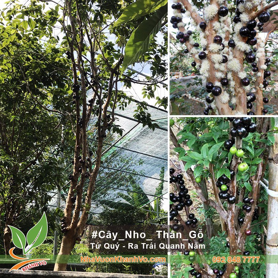 Cây Nho Thân Gỗ Tứ Quý 20 Năm Tuổi
