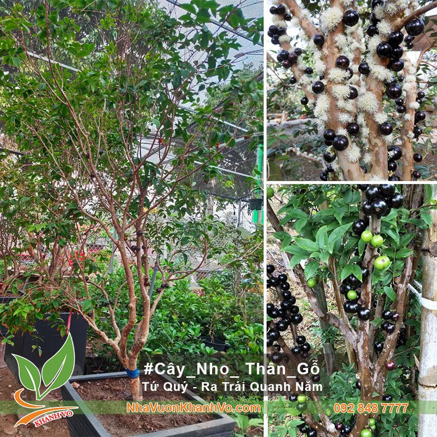 CÂY NHO THÂN GỖ TỨ QUÝ CAO 1,5M
