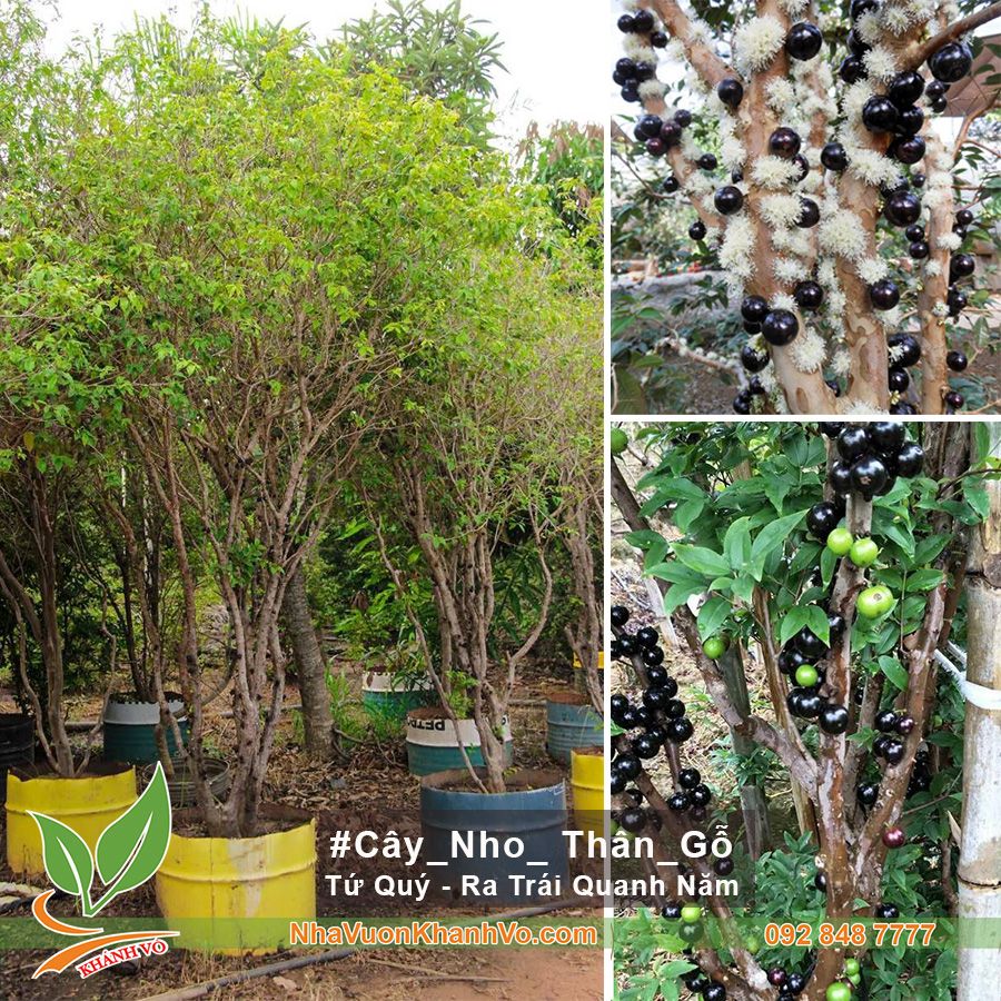 CÂY NHO THÂN GỖ TỨ QUÝ CAO 2M ĐANG TRÁI