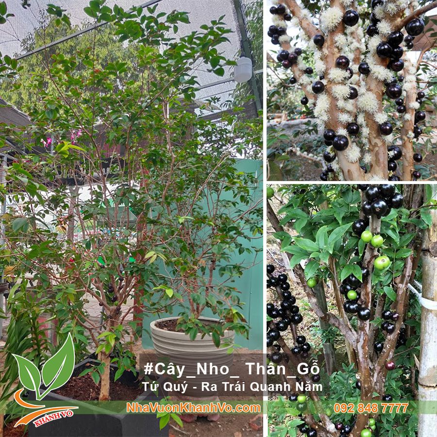 CÂY NHO THÂN GỖ TỨ QUÝ ĐÃ VÀ ĐANG TRÁI