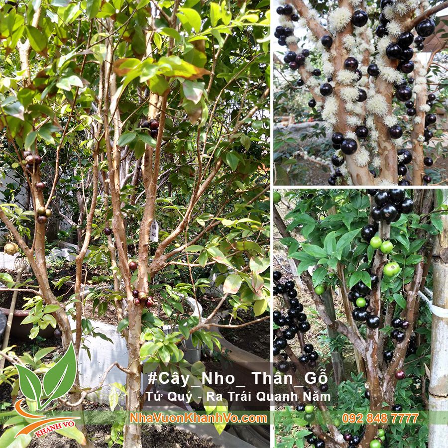 Cây Nho Thân Gỗ Tứ Quý Đang Ra Trái Xum Xuê