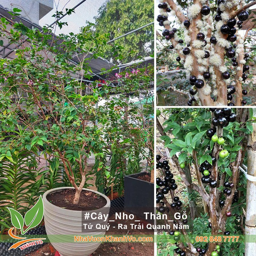 Cây Nho Thân Gỗ Tứ Quý Đang Trái