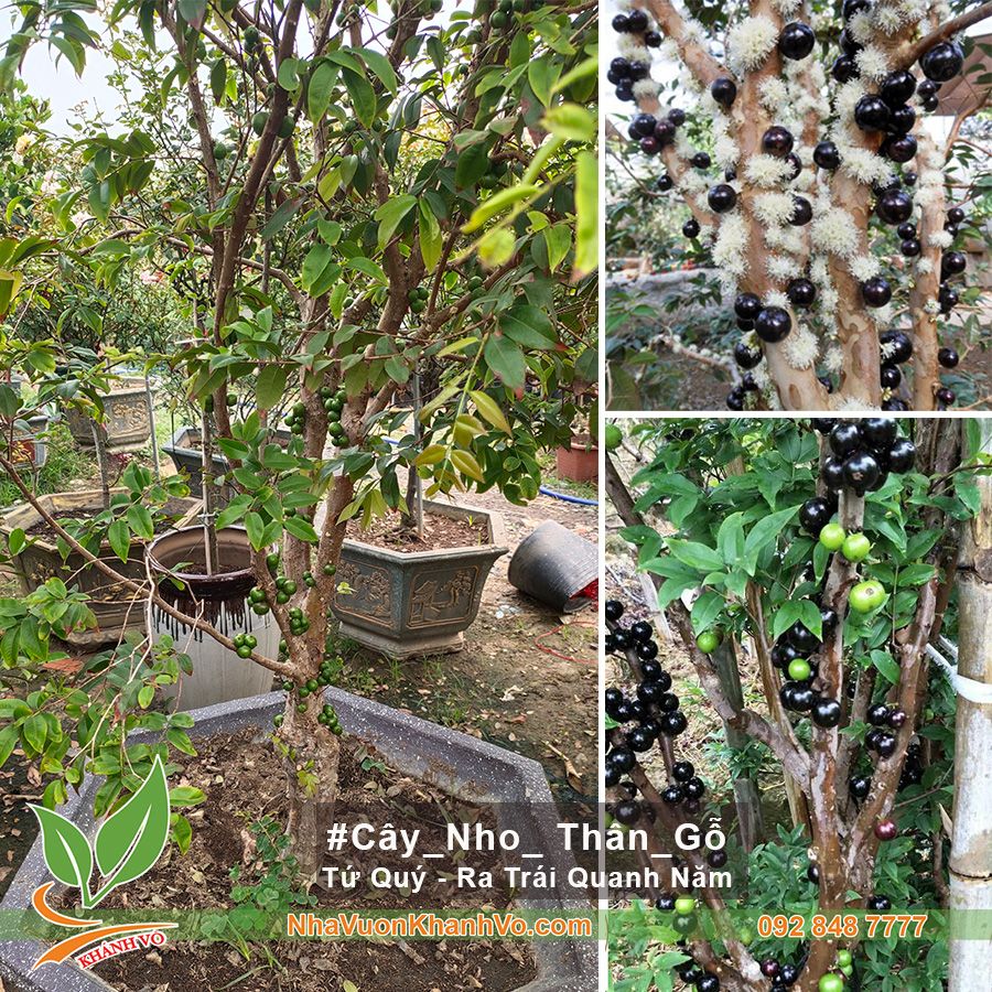 CÂY NHO THÂN GỖ TỨ QUÝ GỐC LỚN TRÁI XUM XUÊ