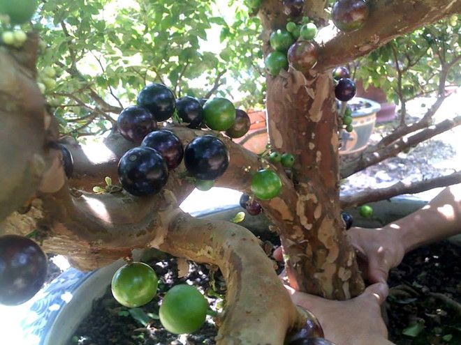 Cây Nho Thân Gỗ Tứ Quý Lá Lớn Đang Trái Xum Xuê
