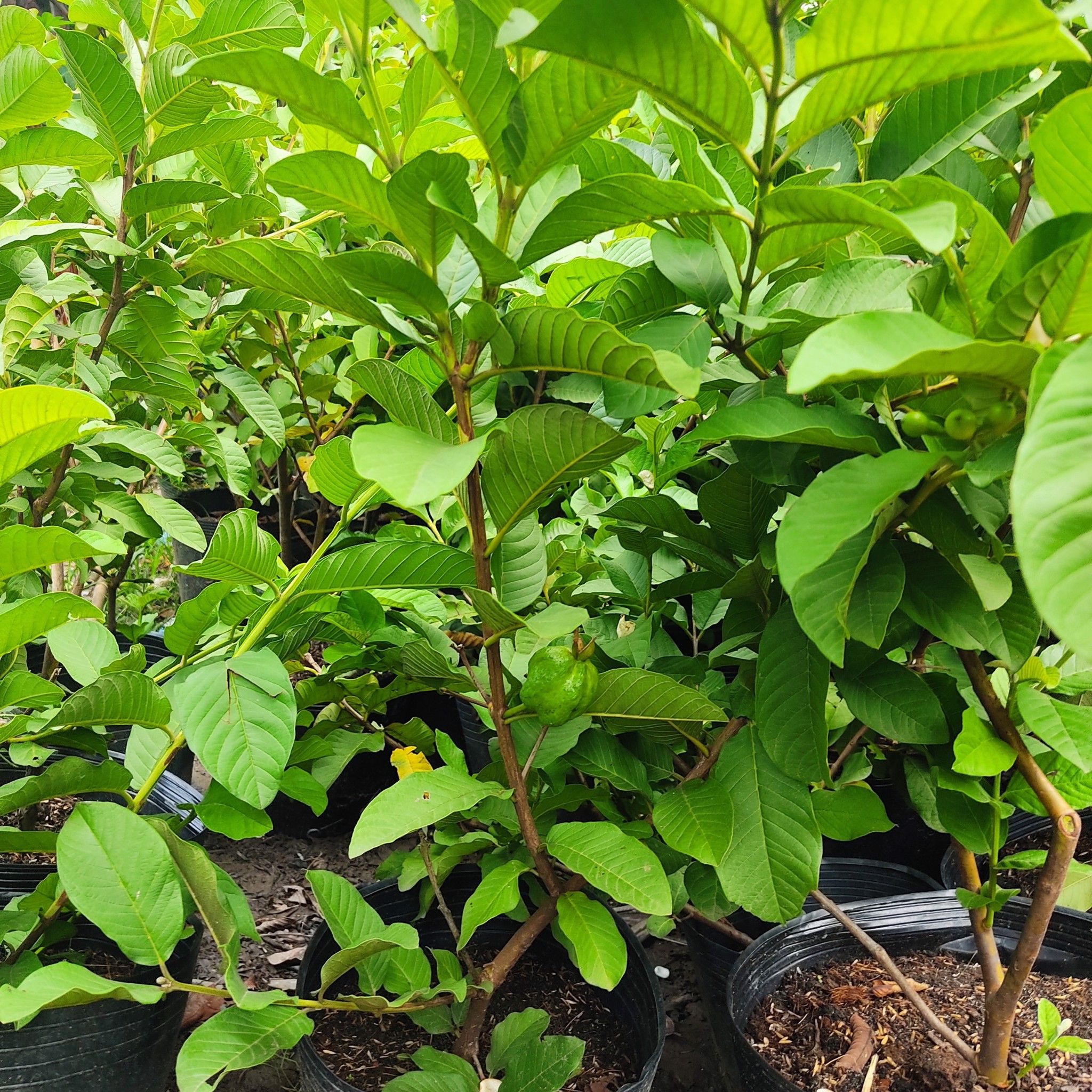 Cây Ổi Nữ Hoàng Đang Trái