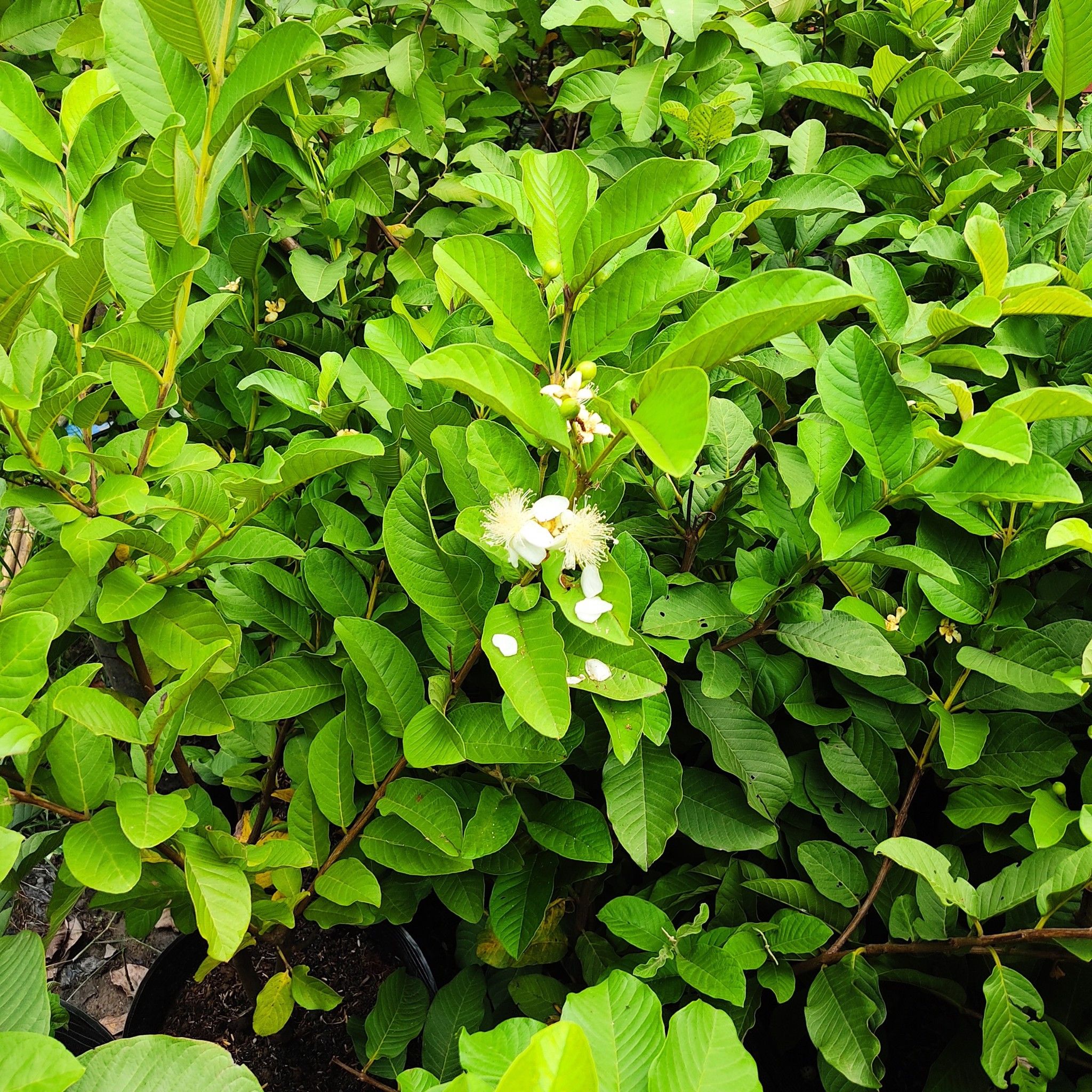 Cây Ổi Nữ Hoàng Đang Trái