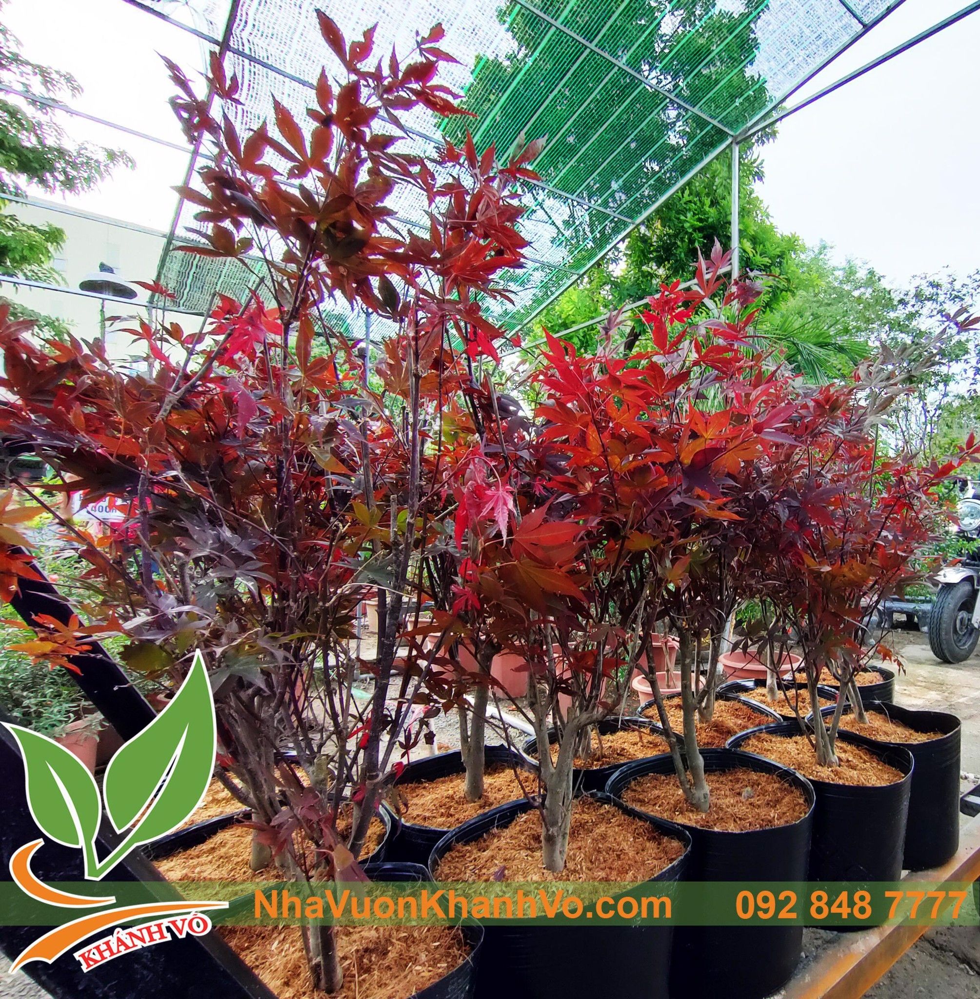 Cây Phong Lá Đỏ Bonsai - cây thích bóng mát độc đáo