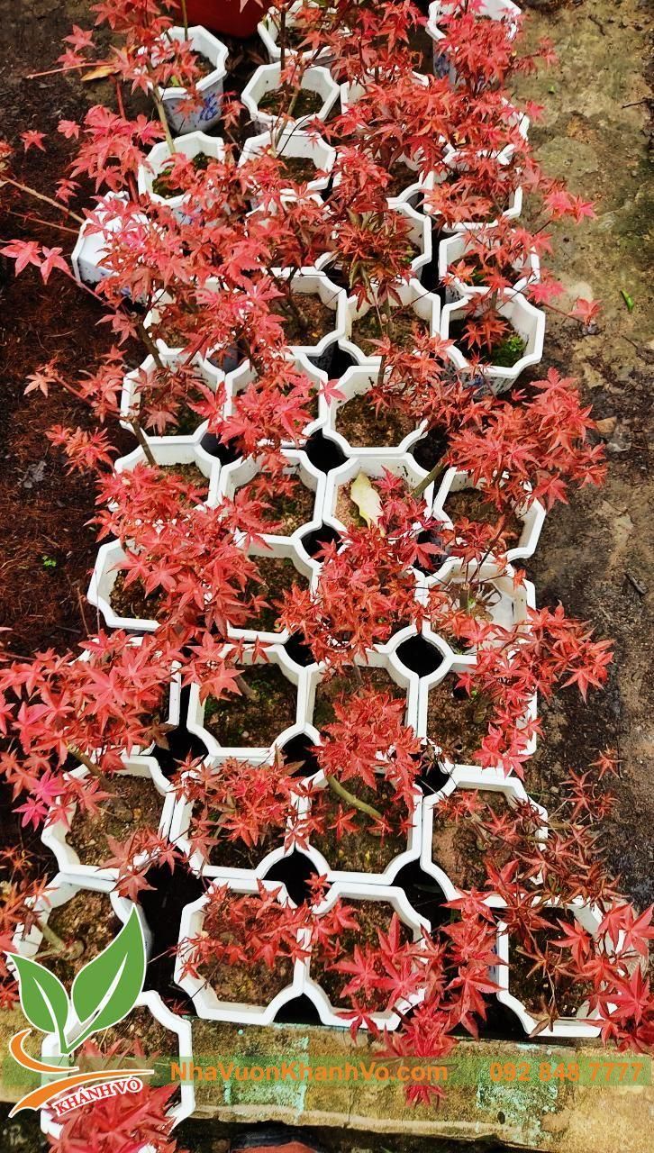 Cây Phong Lá Đỏ Bonsai - cây thích bóng mát độc đáo