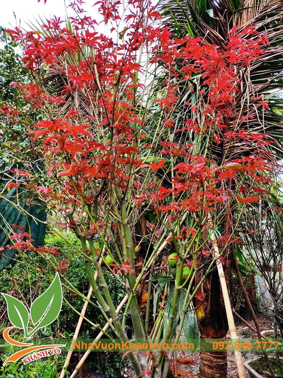 Cây Phong Lá Đỏ Bonsai - cây thích bóng mát độc đáo