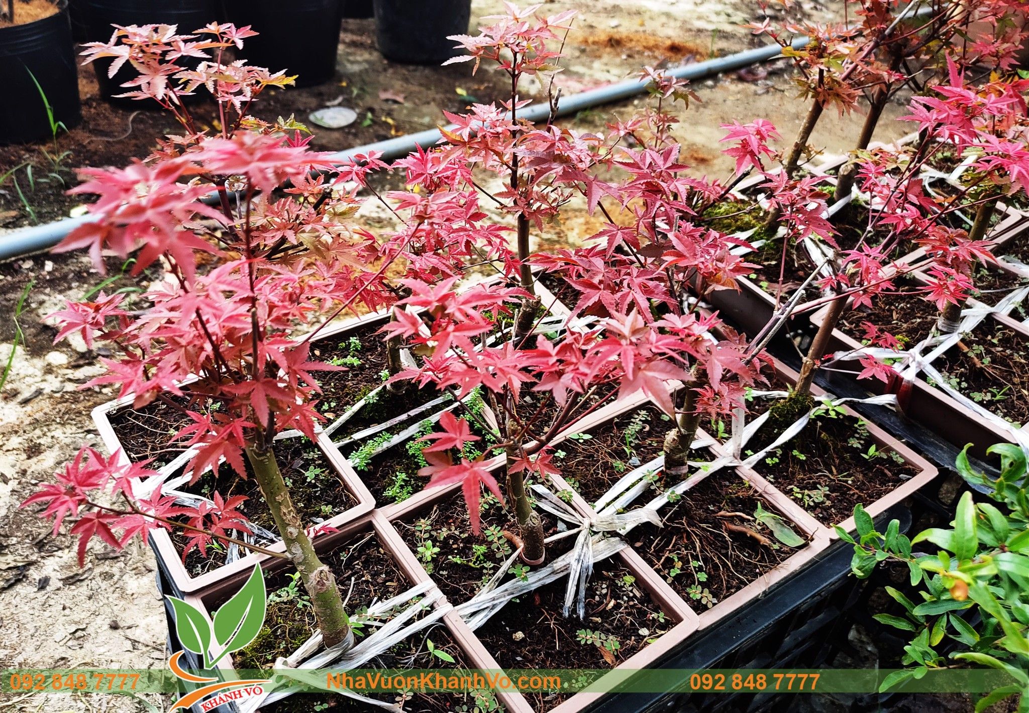 Cây Phong Lá Đỏ Bonsai - cây thích bóng mát độc đáo