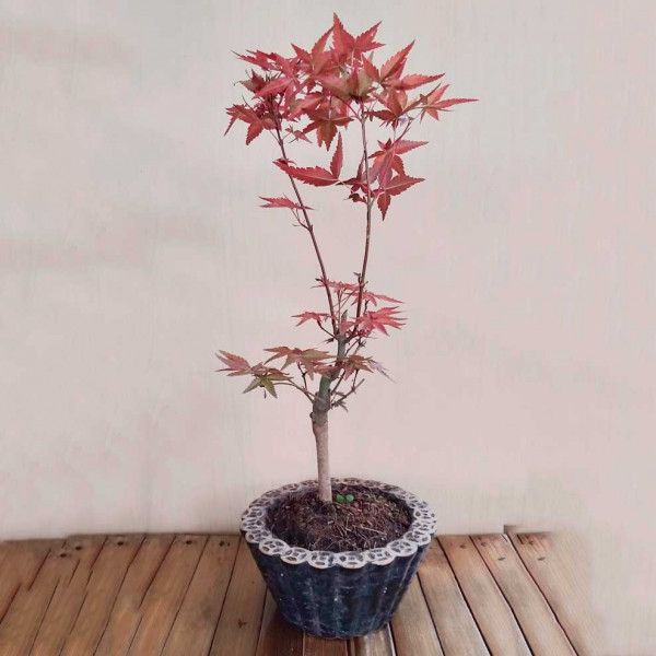 Cây Phong Lá Đỏ Để Bàn cao 30cm