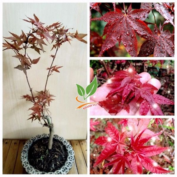 Cây Phong Lá Đỏ Bonsai - cây thích bóng mát độc đáo