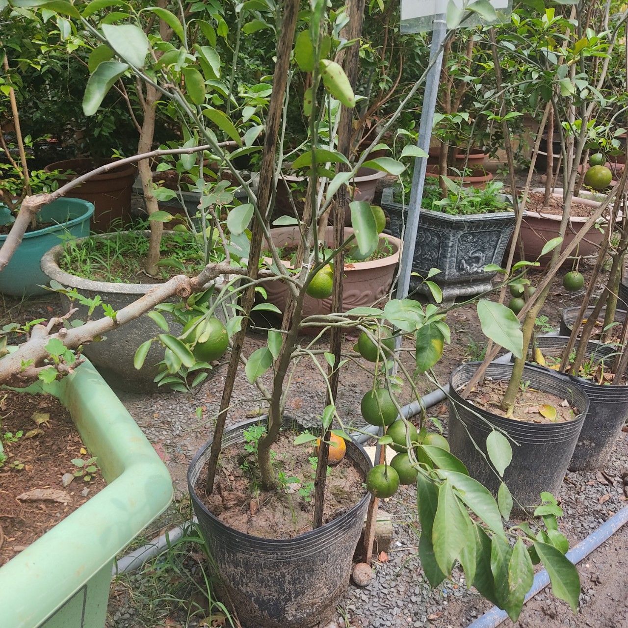 Cây Quýt Đường Đang Trái Cao 1m - 1,2m